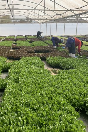 Chef in hotel or restaurant kitchen cooking, only hands. He is working on the micro herb decoration. Preparing tomato soup.