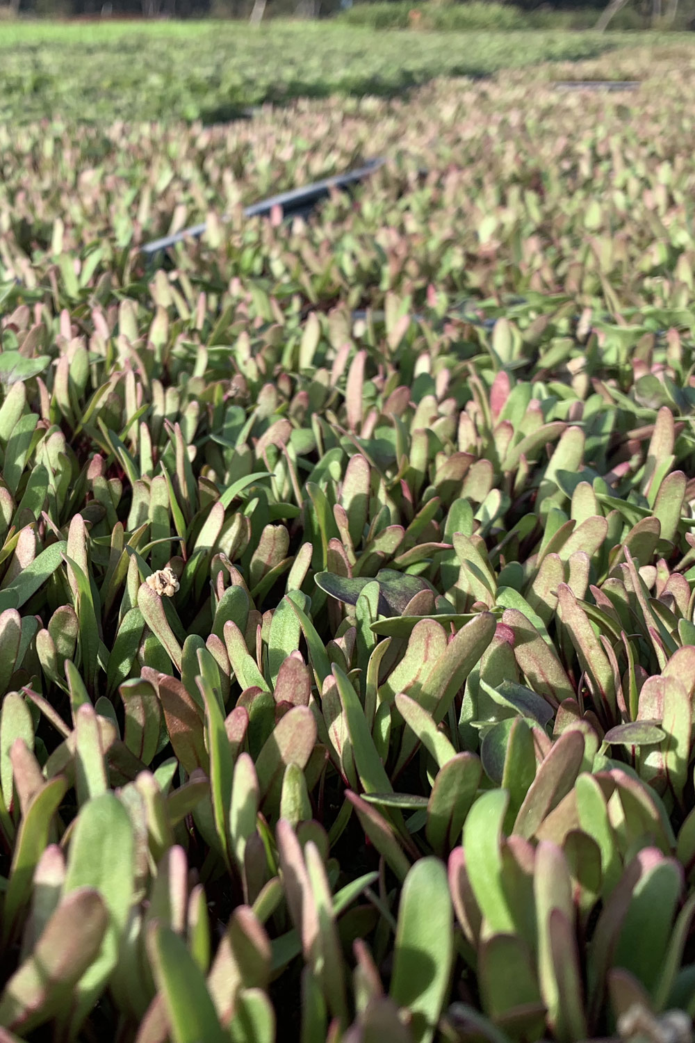 Chef in hotel or restaurant kitchen cooking, only hands. He is working on the micro herb decoration. Preparing tomato soup.